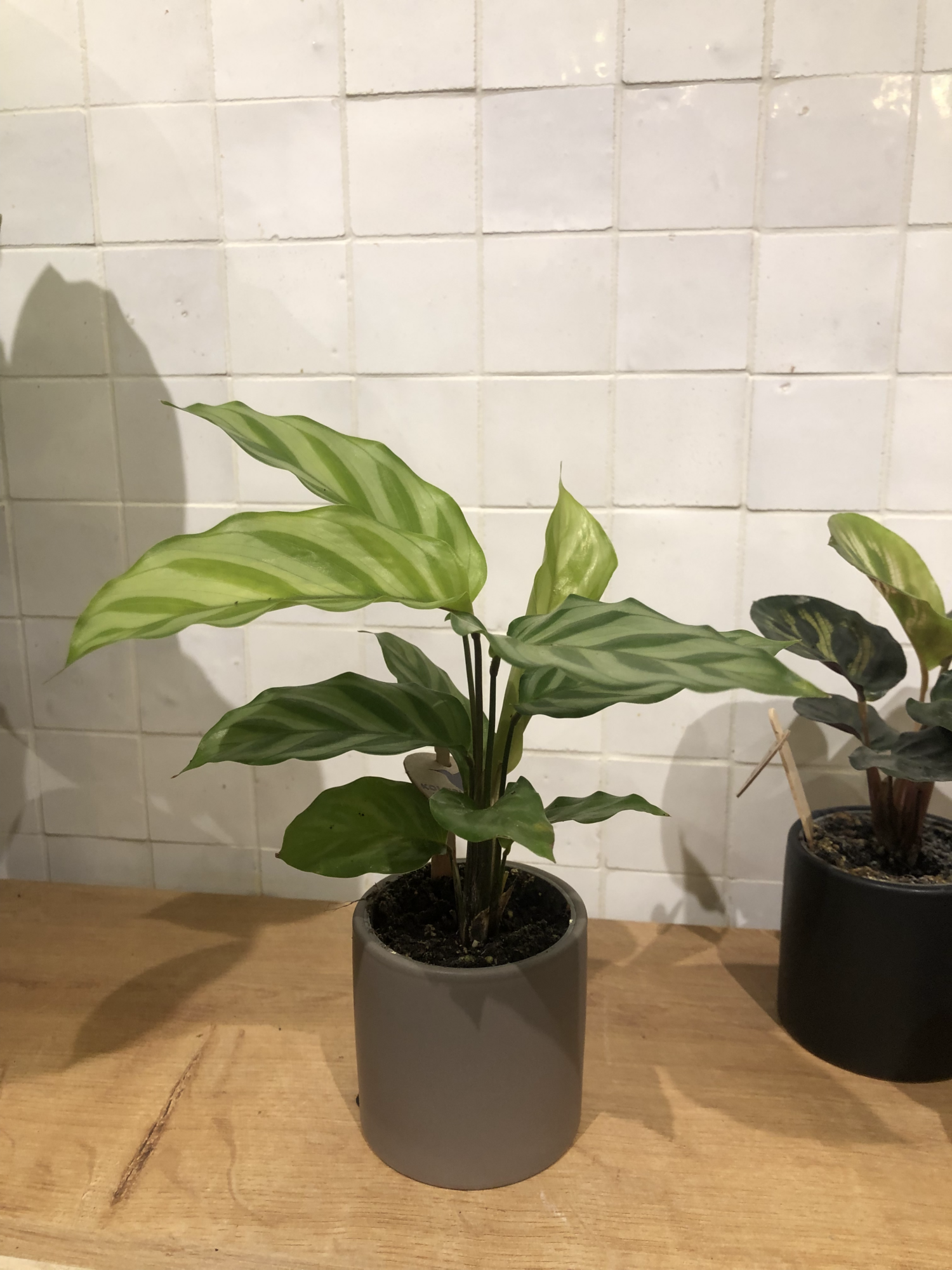 Plante mini - CalatheaFreddieminifoliae