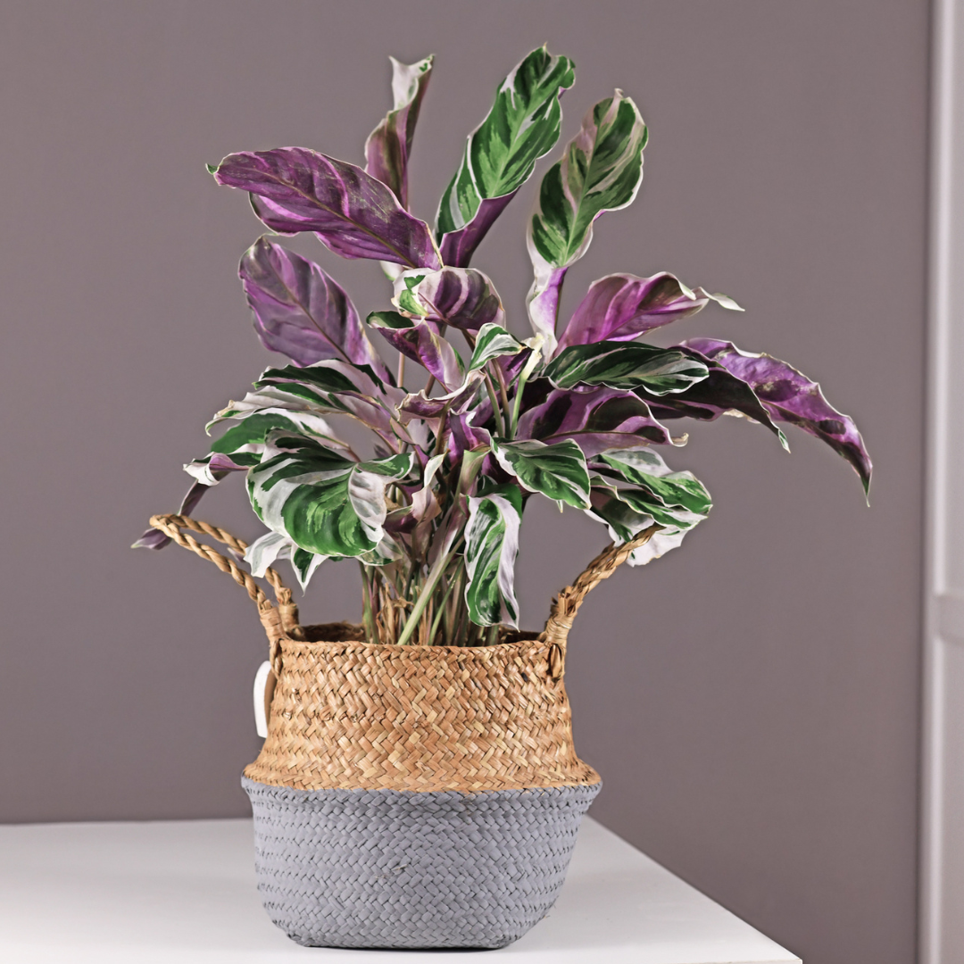 Plante moyenne - CalatheaWhiteFusionmoyennefoliae