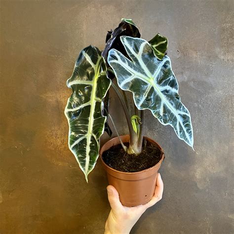 Plante petite - alocasia-polly-foliae