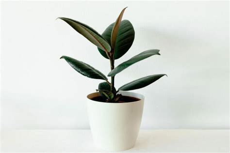 Plante petite - ficus-elastica-foliae